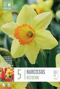 Narcissus Red Devon 14/16 image