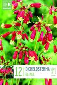Dichelostemma Ida Maia 10/12