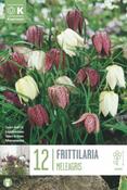 Frittilaria Meleagris Mix 6/7