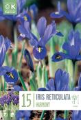 Iris Teticulata Harmony 6/7