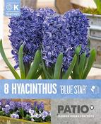 Hyacin - Blue Star15/16