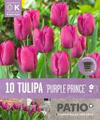 Tulipa - Purple Prince 11/12 image