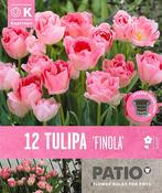 Tulipa - Finola 11/12 image