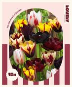 Combi Tulip Mystic Blend