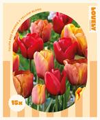 Combi Tulip Red-Orange-Yellow Blend