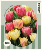 Combi Tulip Double Symbiose Blend image