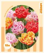 Combi Tulip Double Crispa Mix image