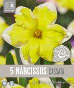 Premium Narcissus Cassata 14/16