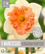 Premium Narcissus Hungarian Rhapsodys 12/14