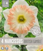 Premium Narcissus British Gambles 14/16