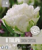 Premium Tulipa Snow Crystal 12/+