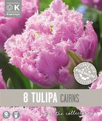 Premium Tulipa Cairns 11/12