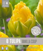 Premium Tulipa Vanille Coup 12/+
