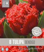 Premium Tulipa Bendigo 12/+ image