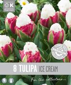 Premium Tulipa Ice Cream 12/+