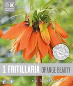 Premium Fritillaria Orange Beauty 24/26 image