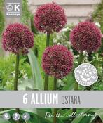 Premium Allium Ostara 12/14