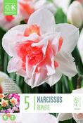 Narcissus Replete 14/16 image