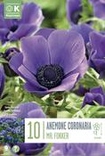 Anemone Mr. Fokker 7/8