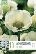 Anemone The Bride 7/8
