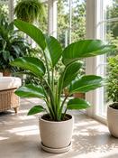 Strelitzia nicolai  19 90 image