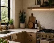 Sansevieria bacularis 'Mikado'  P19 (snake plant) image