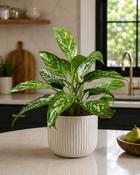 Aglaonema green lady 14 45 image