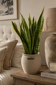 Snake Plant (Sansev.laurentii) image