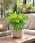 Fatsia japonica 'Spider's Web' image