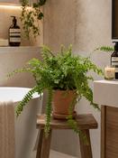 Nephrolepis exal. 'Green Lady' / P12 image