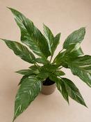 Variegated peace lily / Spathiphyllum 'Diamond' (Variegata) / P14 cm