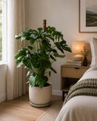 Monstera deliciosa(Forever) + mosspole