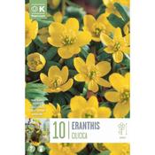 Eranthis Cilicica 4/5