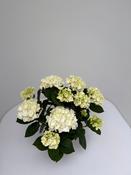 Hydrangea white(indoor) / P14, 7/8 flower (PB) image