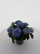 Hydrangea m. 'Magical Evolution'® blue / P14, 5/6 flower (PB) image