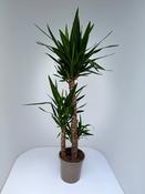 Yucca elephantipes² / P24/90+45+20 stem (PB)