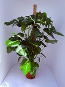 Monstera deliciosa(Forever) + mosspole p27cm