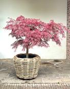 Acer Palmatum Dissectum Garnet CLT 70 080-100 1/4 F.