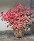Acer palmatum 'Atropurpureum' 140-160cm C65 image
