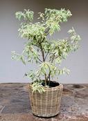 CORNUS controversa 'Variegata' 18/30L (GW)