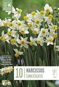Narcissus Canaliculatis 10/12