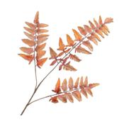Fern Spray Orange 108cm