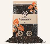 Syngonium Mix 5L image