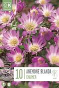 Anemone Blanda Charmer 5/6
