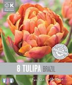 Premium Tulipa Brazil 12/+
