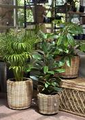 Drypot Round Rattan Grey D34H30Cm