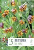 Frittilaria Uva-Vulpis 6/7