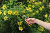 Niwaki Garden Snip