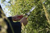 Niwaki Mini Shears image