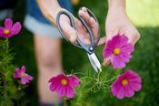 Sentei Garden Scissors image